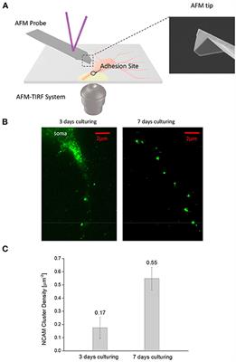 Maturation of Neural Cells Leads to Enhanced Axon-Extracellular Matrix Adhesion and Altered Injury Response